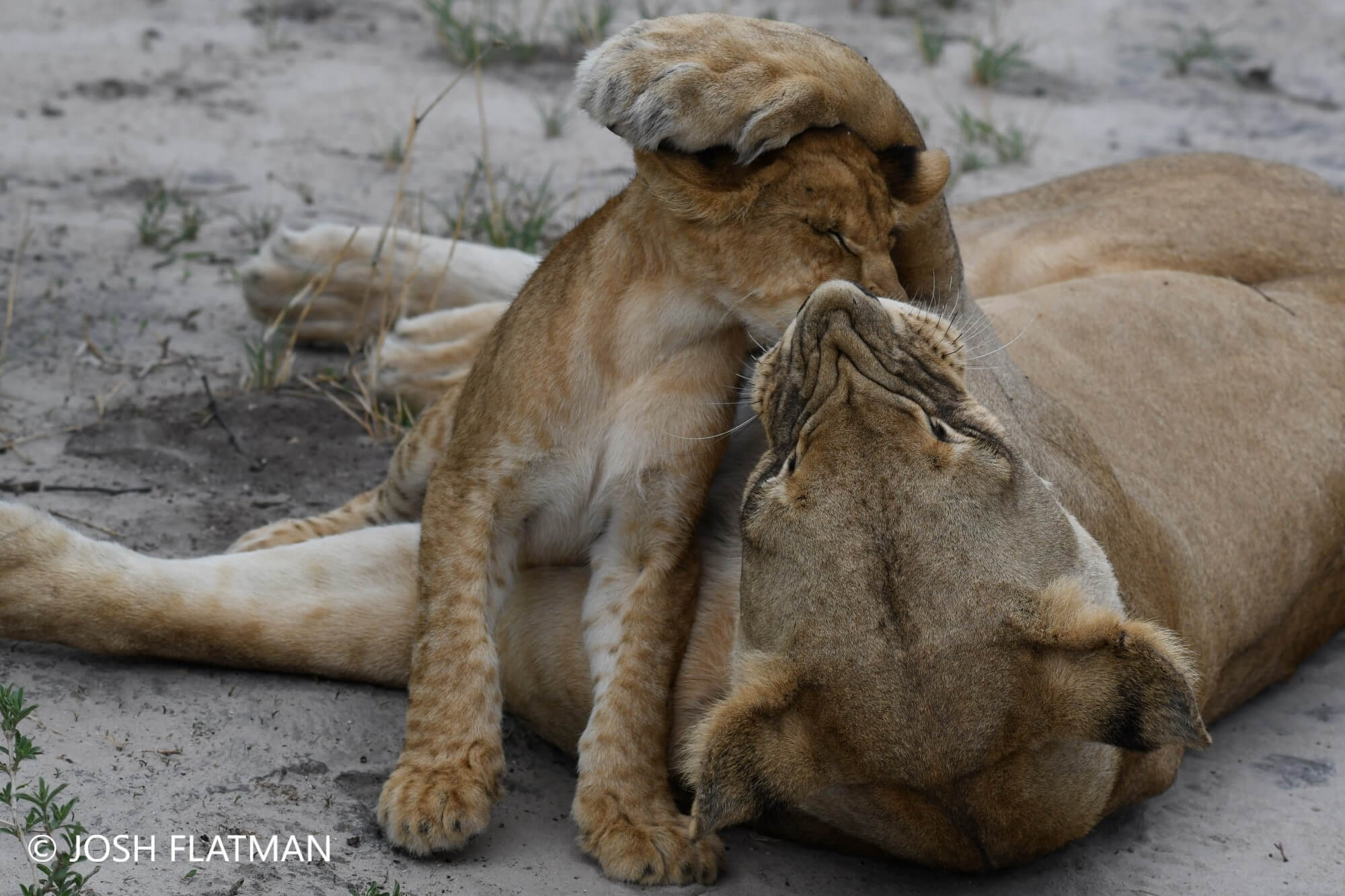 lion_and_cub_selinda_reserve_botswana_josh_photos