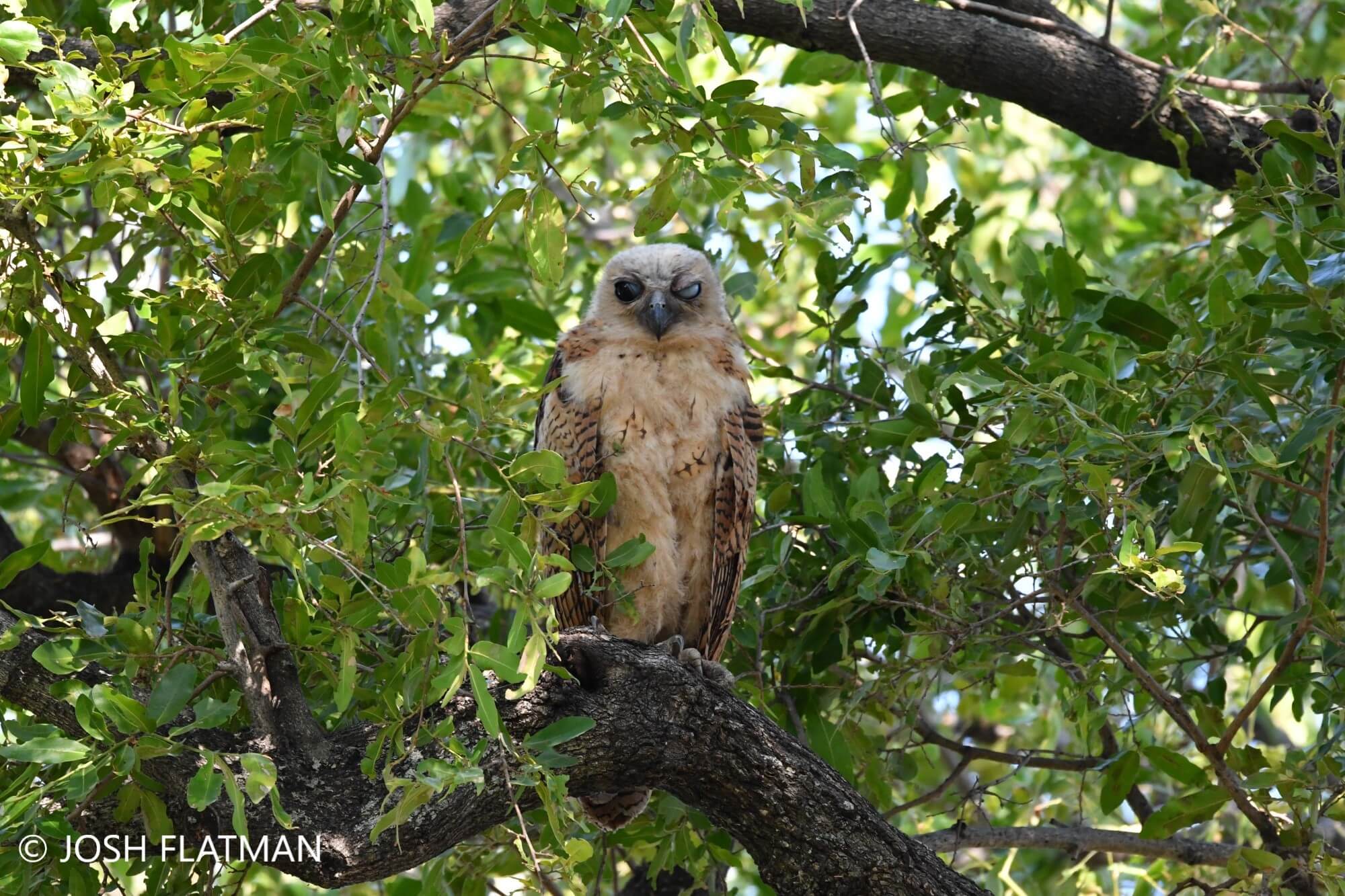 botswana_safari_owl_josh_photos