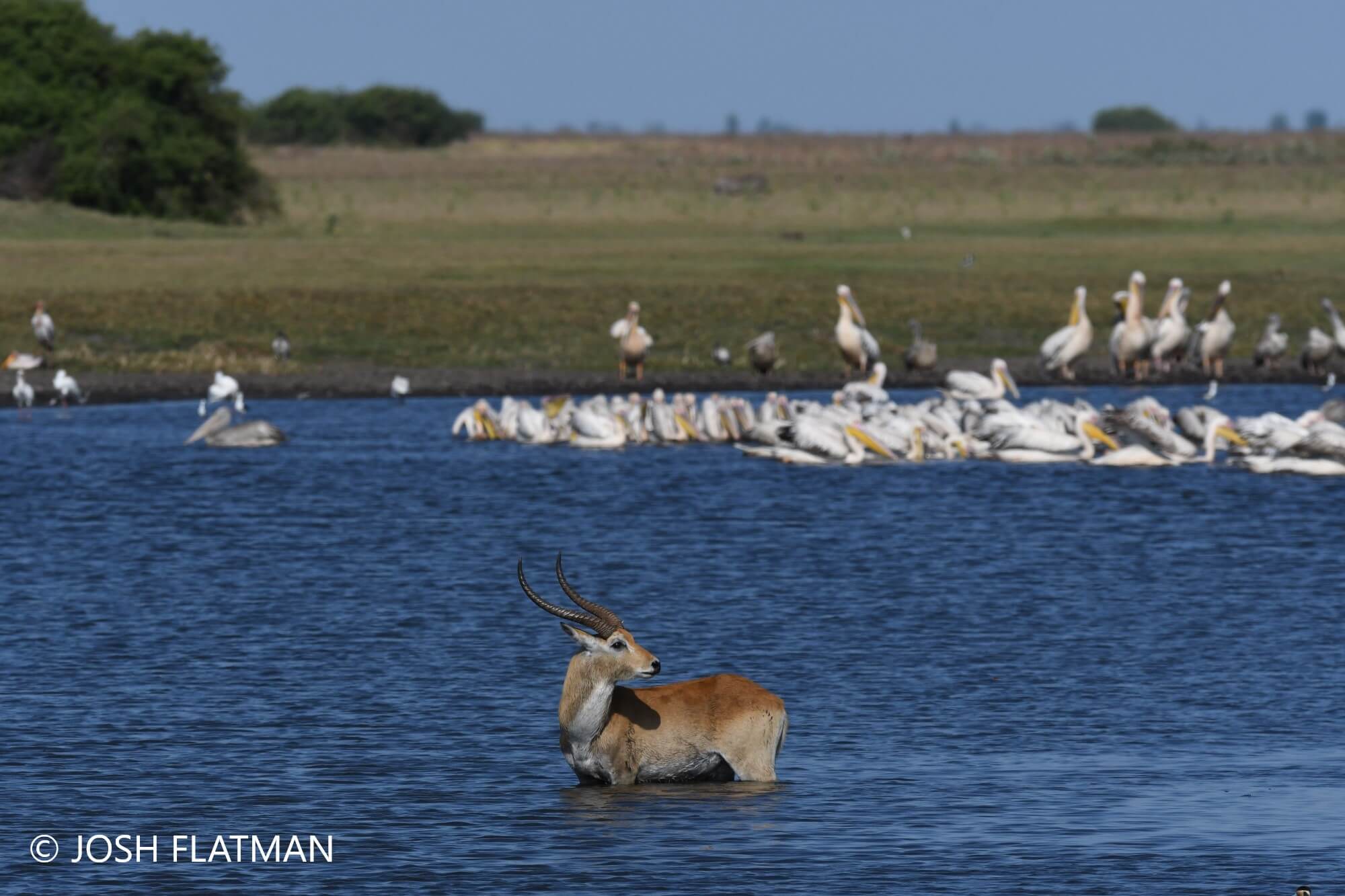 botswana_safari_red_lechwe_josh_photos