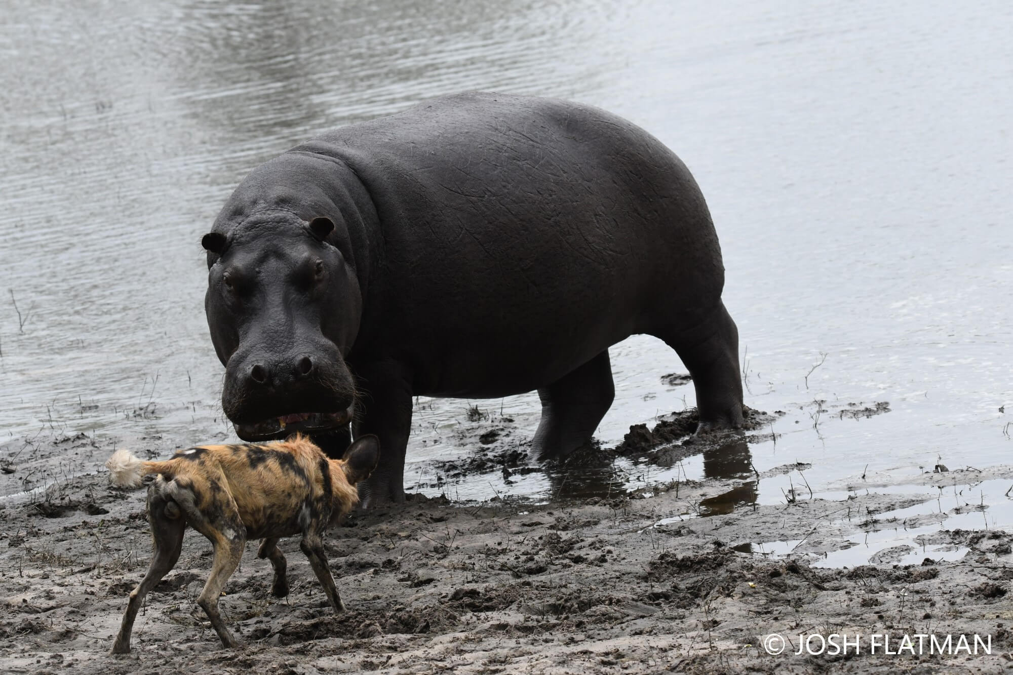 botswana_safari_josh_wilddog_hippo