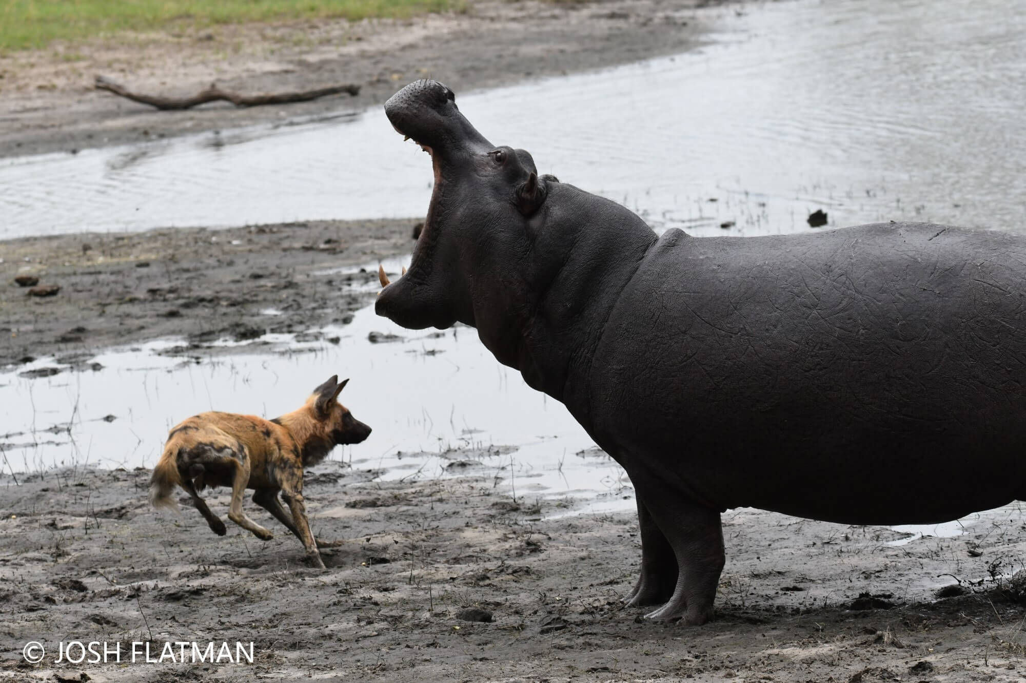 hippo_and_wild_dog_2_botswana_josh_photos