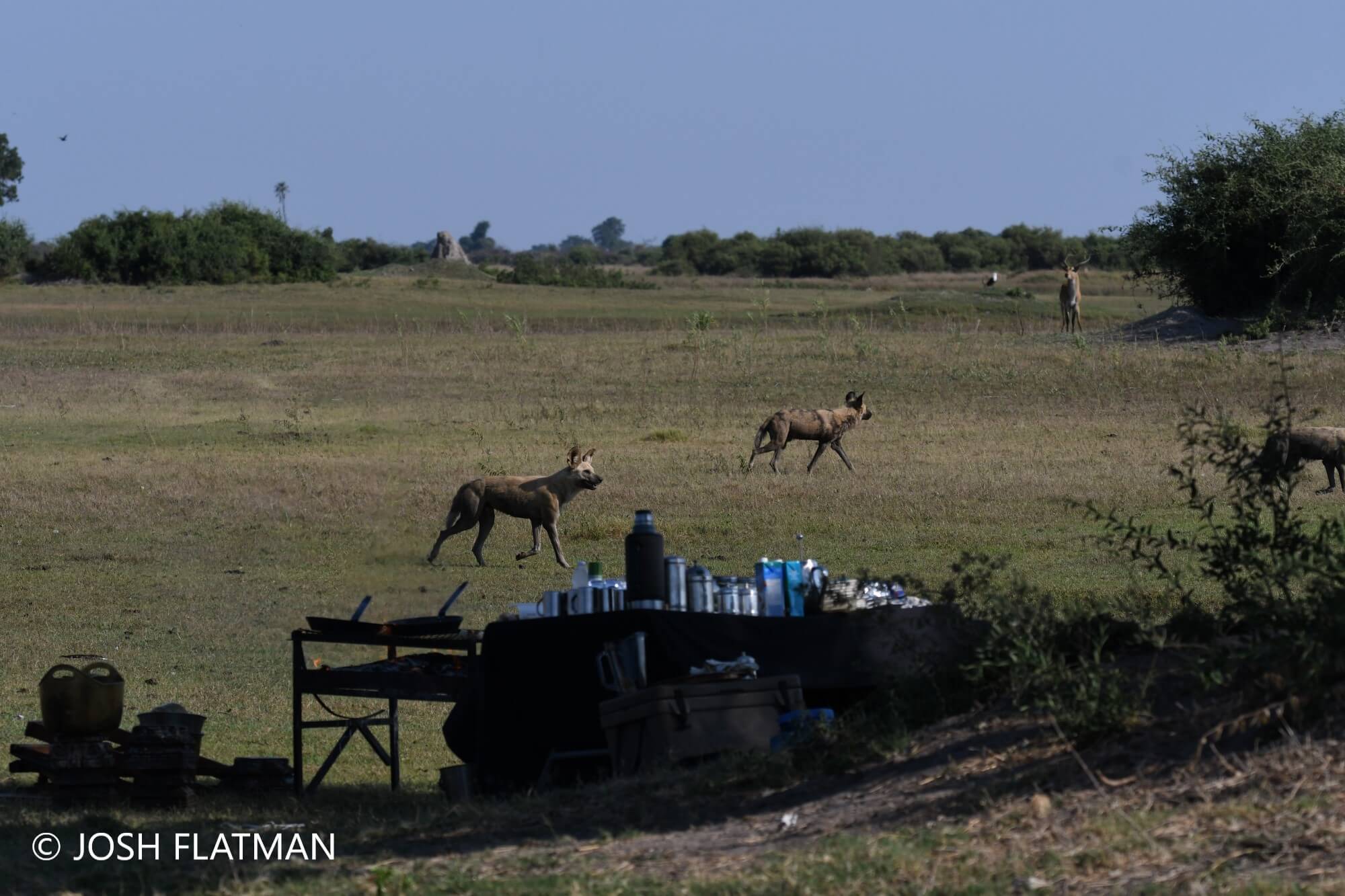 Botswana_safari_wild_dogs_bush_breakfast_josh_photos
