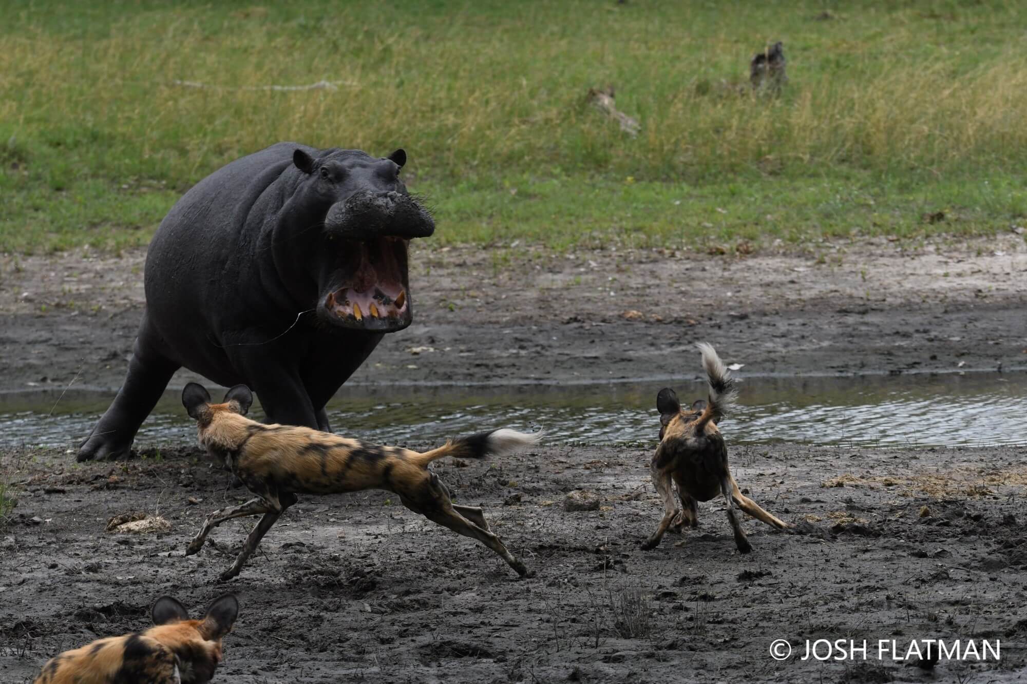 hippo_and_wild_dogs_3_botswana_josh_photo