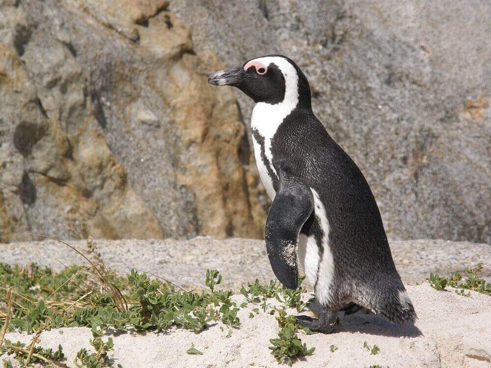 boulders_beach_penguin_family_cape_town_with_kids