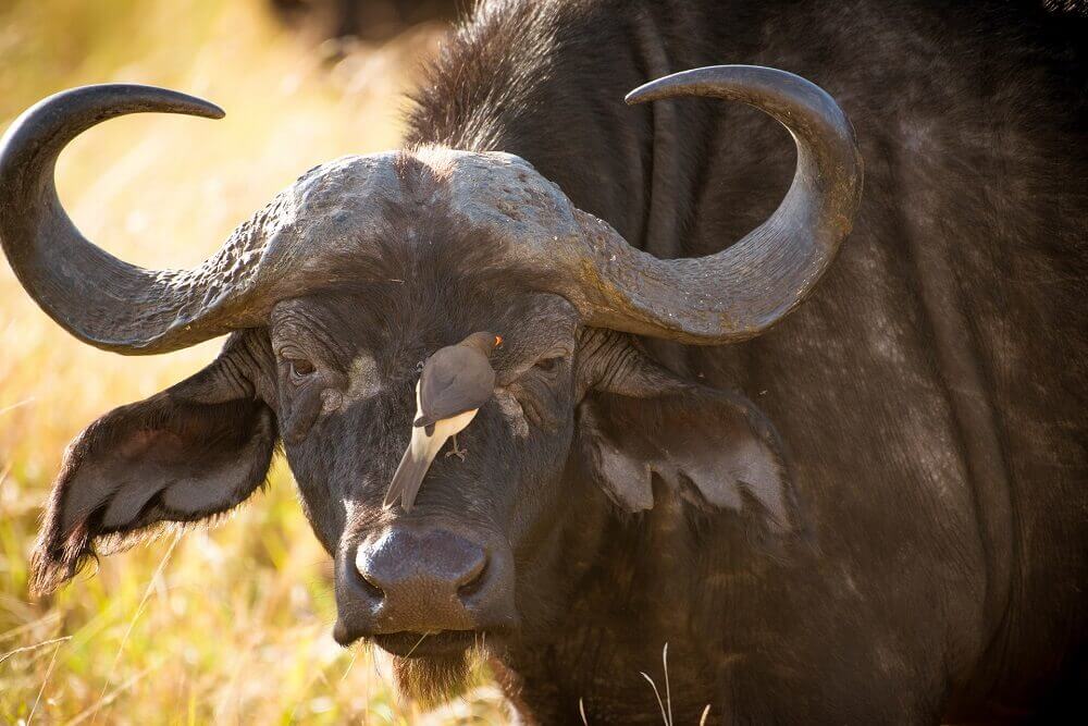 Buffalo with a bird on its head on safari - Rachel Sinclair photography