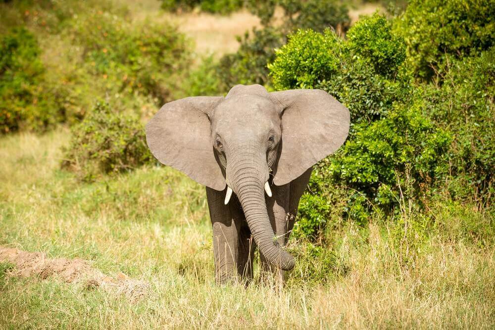 Bull elephant on safari - Rachel Sinclair photography