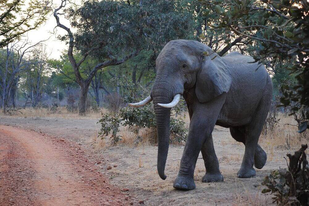 bull_elephant_walking_south_luangwa_national_park_zambia