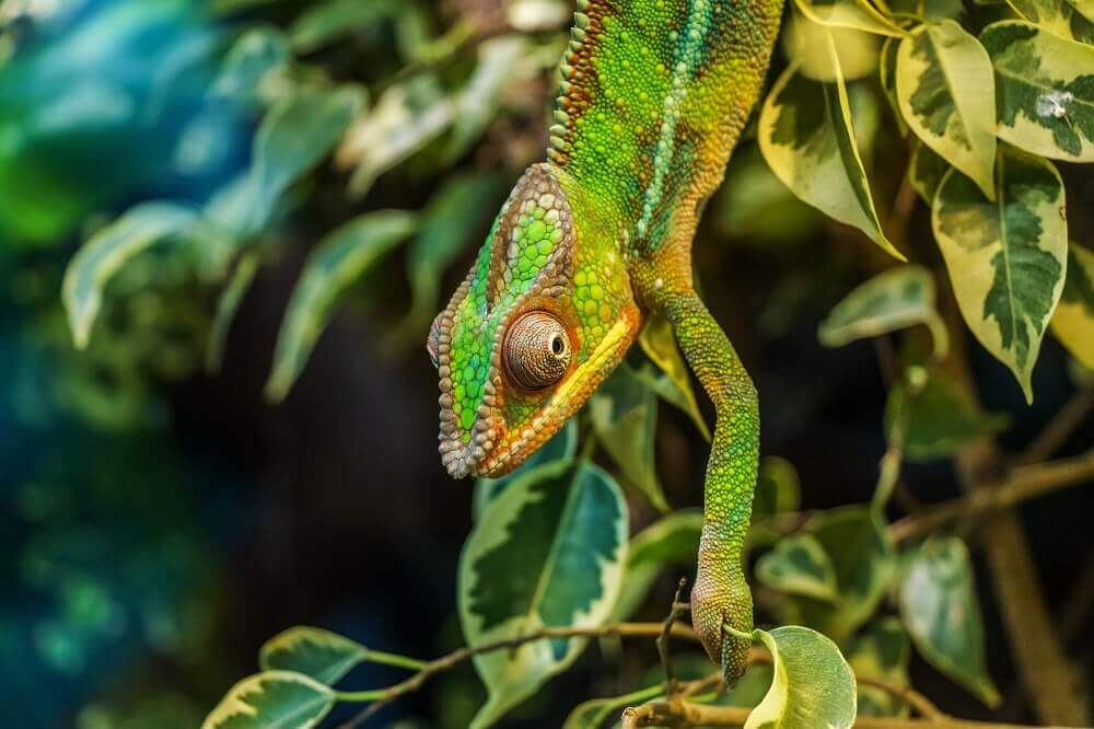 Chameleon crawling in Madagascar on a walking safari