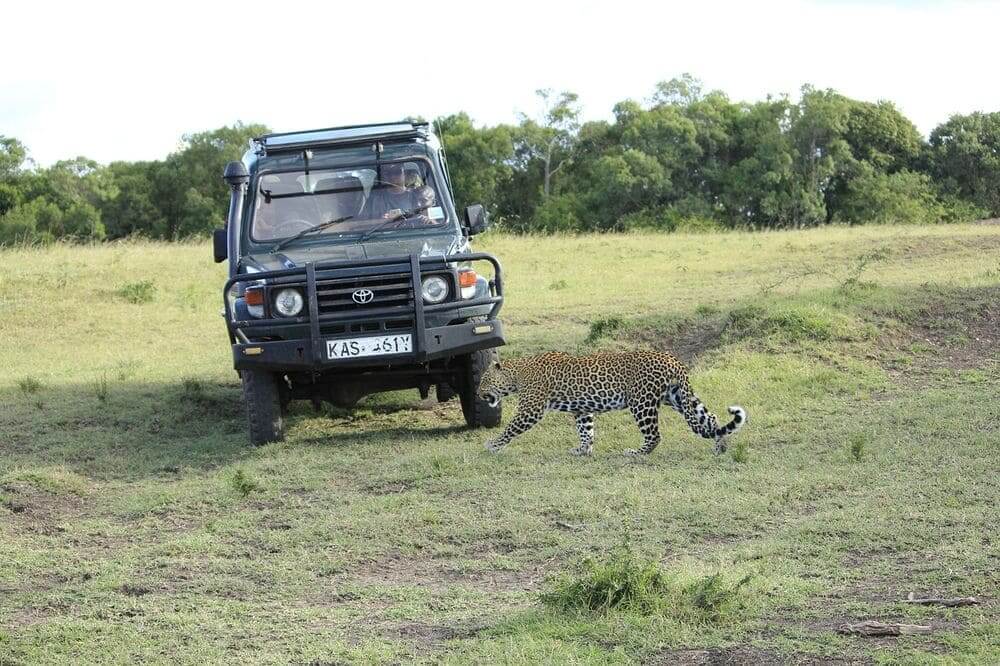 cheetah passing a safari vehicle on a game drive in the masai mara, kenya