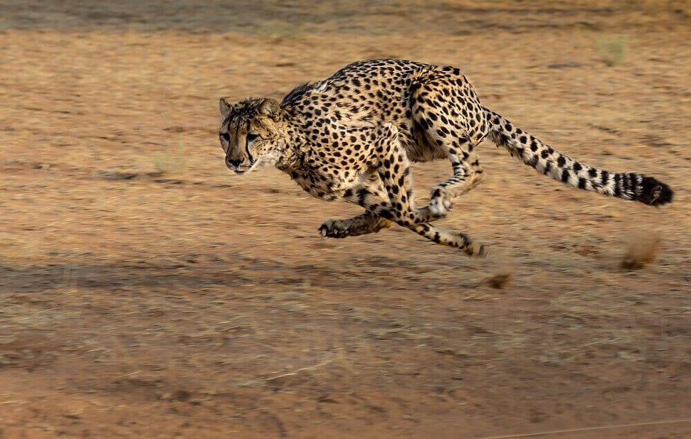 cheetah_on_safari