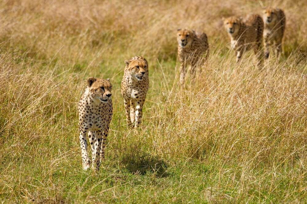 Cheetahs - Rachel Sinclair photography