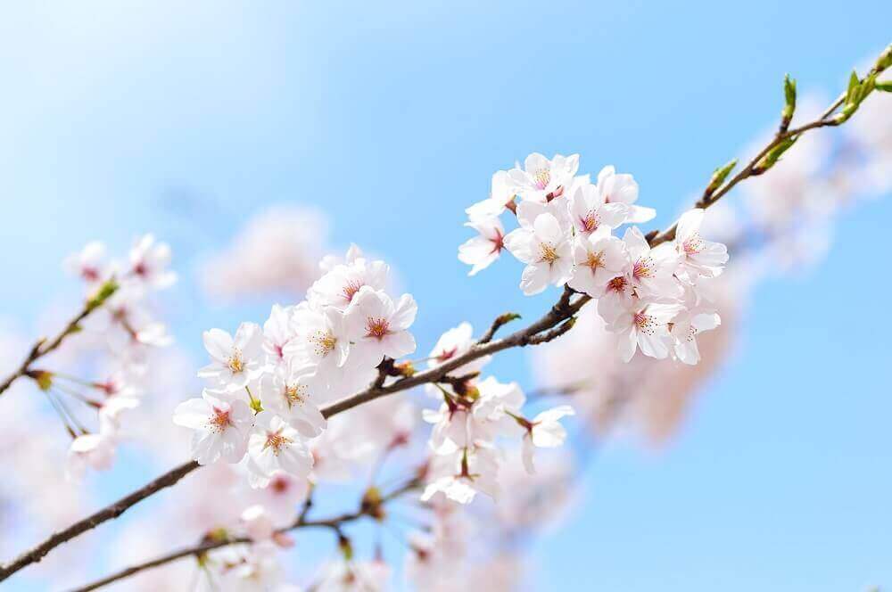 cherry_blossoms_on_tree_branch