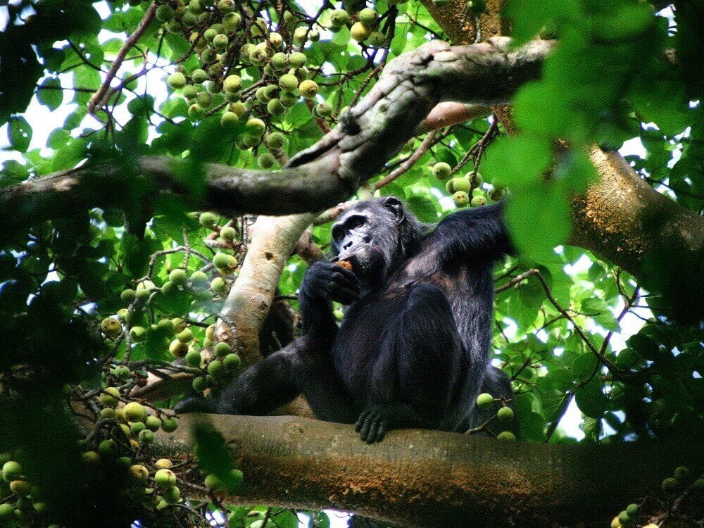 Chimpanzee in Kibale Forest Uganda