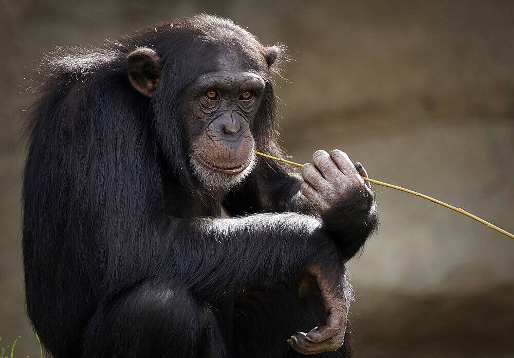 Chimpanzee sitting with a toothpick