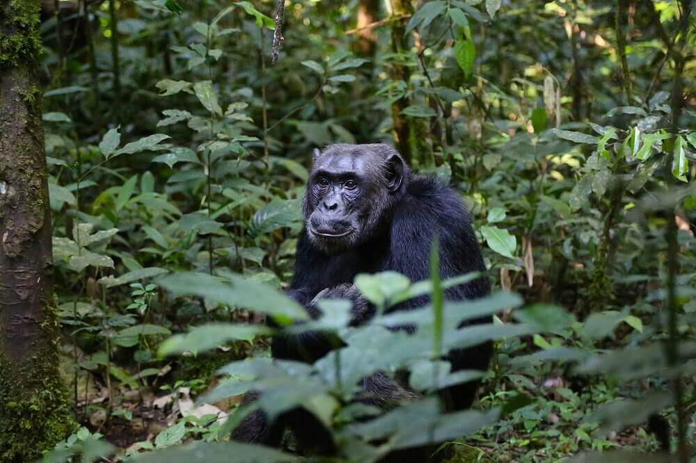 Chimpanzee in the jungle in Uganda on a walking safari