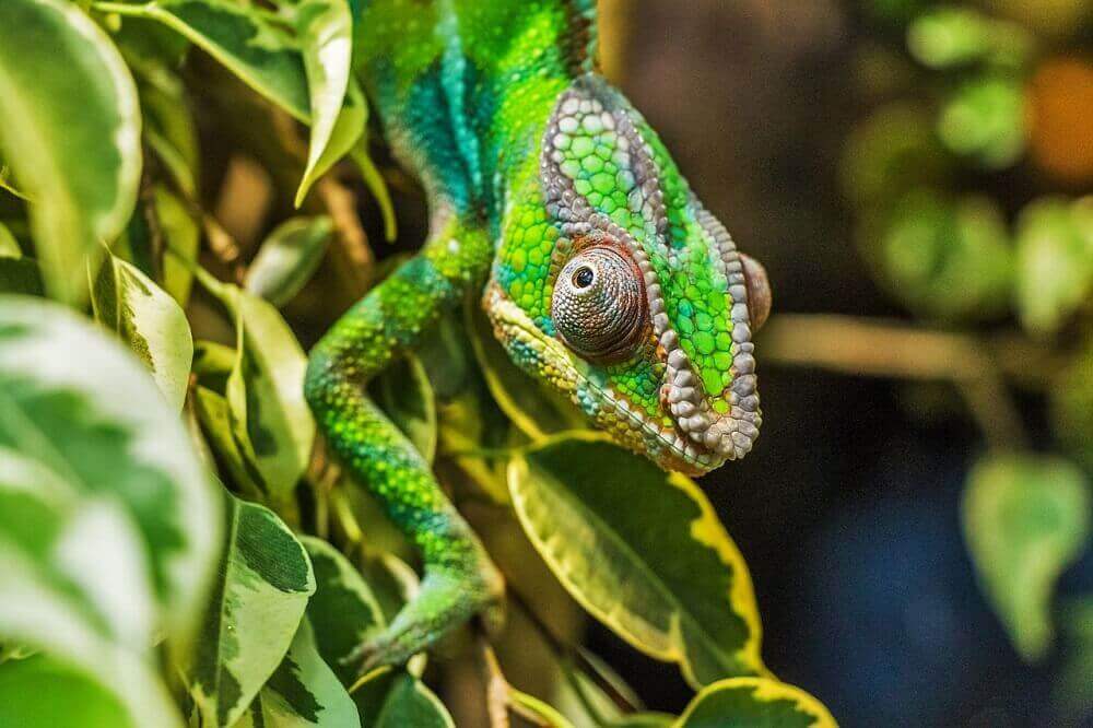 crawling_green_chameleon_madagascar