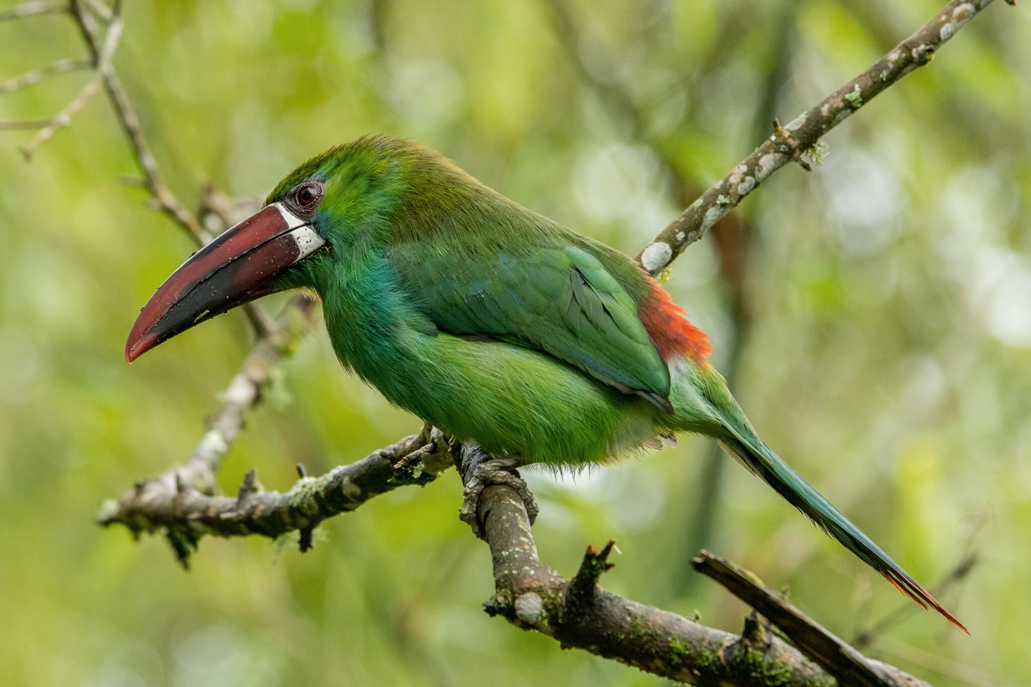 crimsonrumpedtoucanet