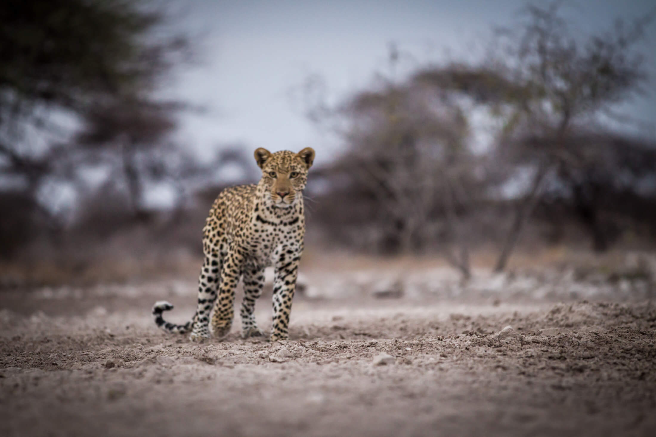 Leopard on Onguma Reserve
