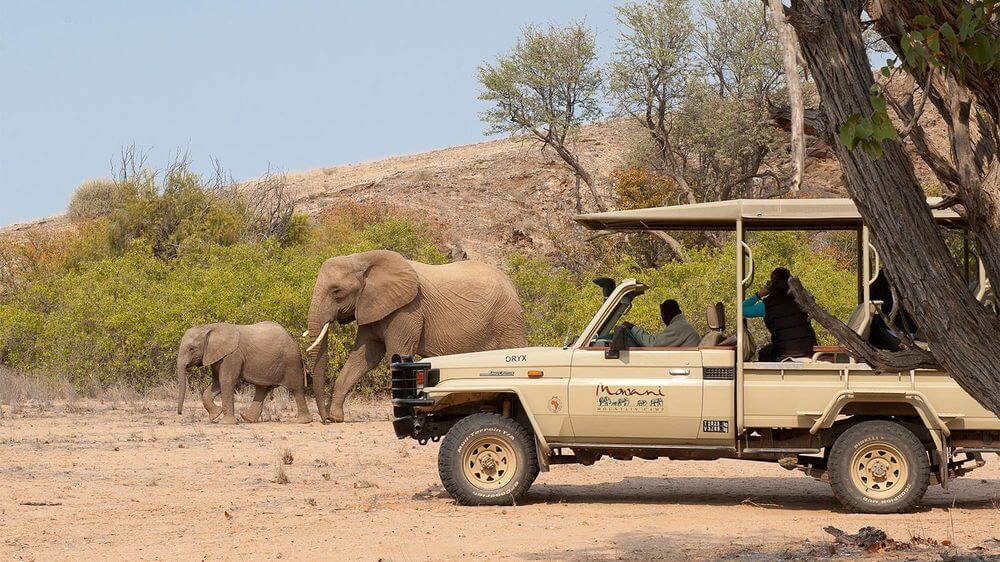 elephants african safari game drive
