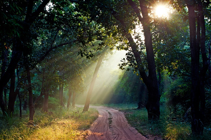 Dirt path in the forest in Bandhavgarh Tiger Reserve