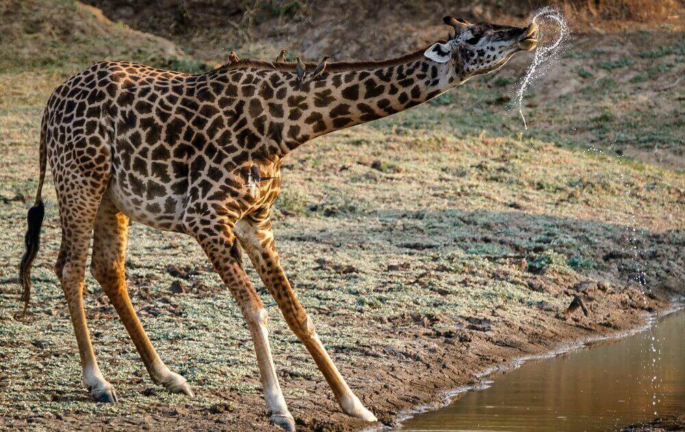 Drinking giraffe at river in Zambia