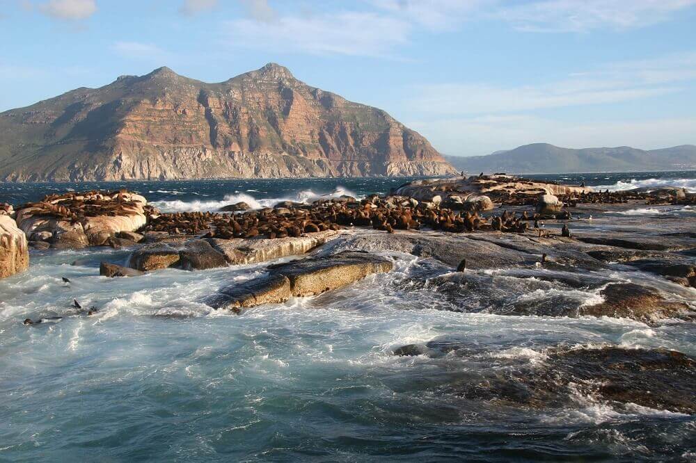 Duiker Island brown fur seal South Africa
