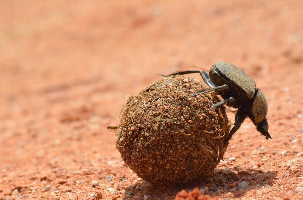 Dung beetle in Zimbabwe on a walking safari