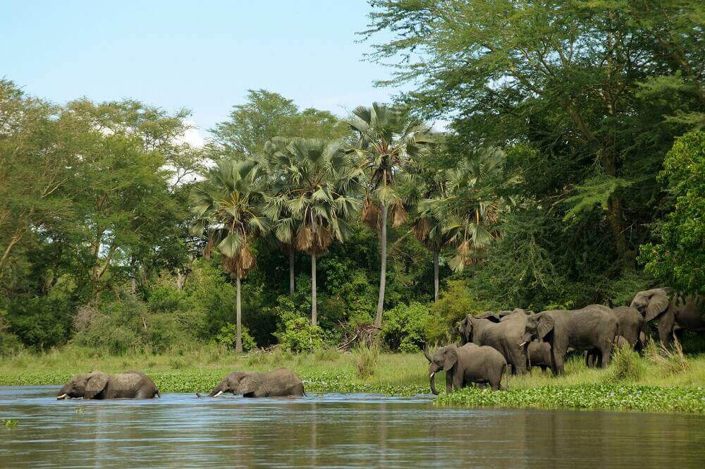 Elephant herd crossing the water on safari in Malawi