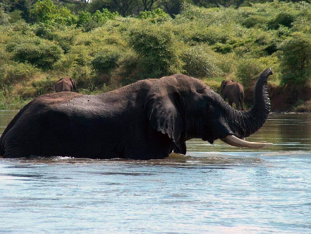 elephant-swimming-zambezi-river-boat-safari-zambia
