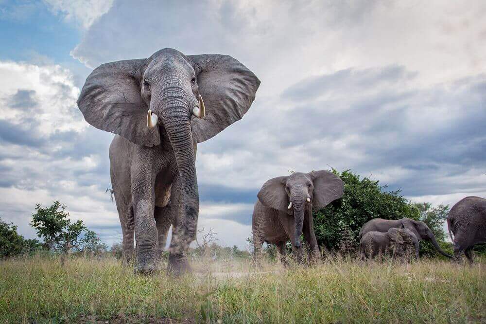 Elephant herd near Chinzombo Lodge in Zambia