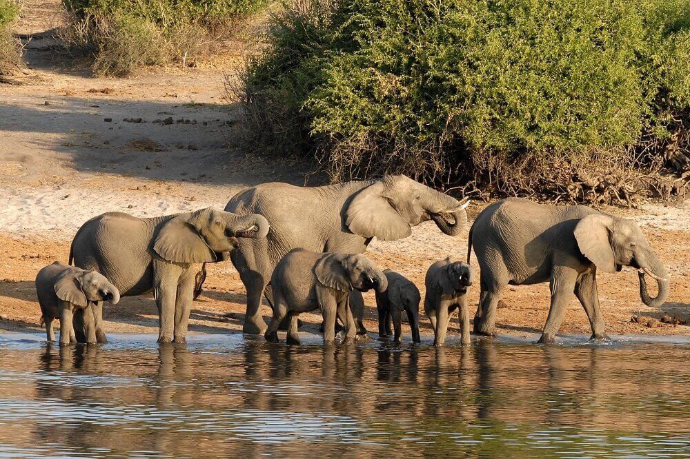 Elephant herd drinking in Botswana on a walking safari