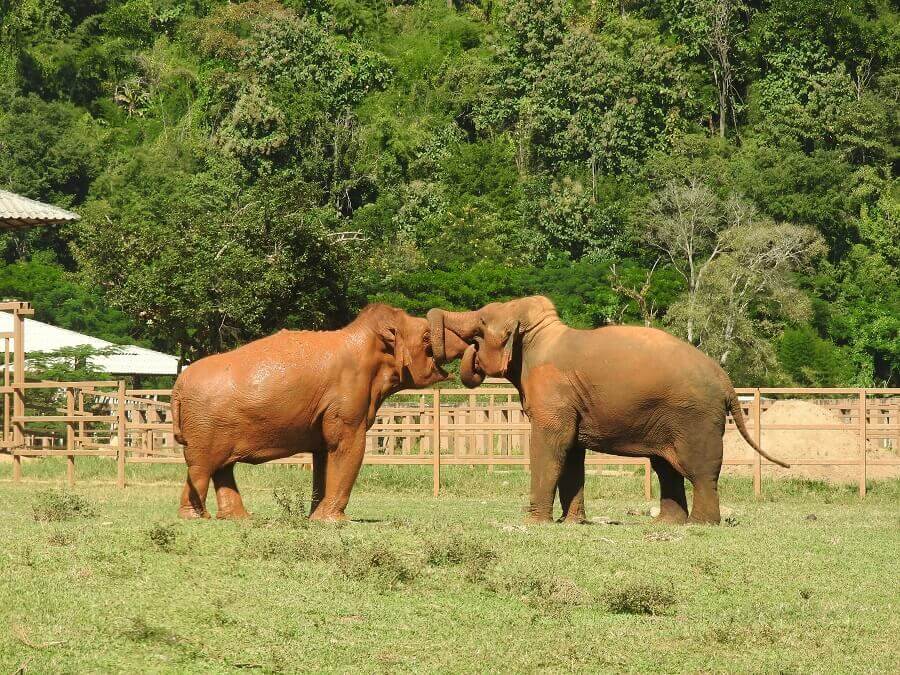 Elephants kissing in ENP