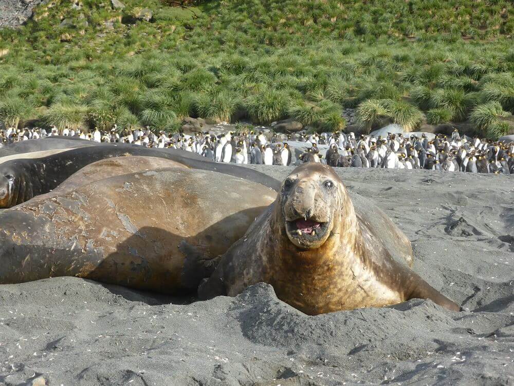 Elephant seal and penguins in South Georgia, Antarctica