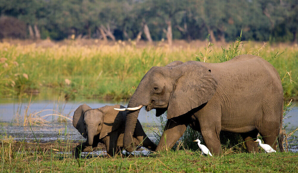elephant with baby zambia african safari