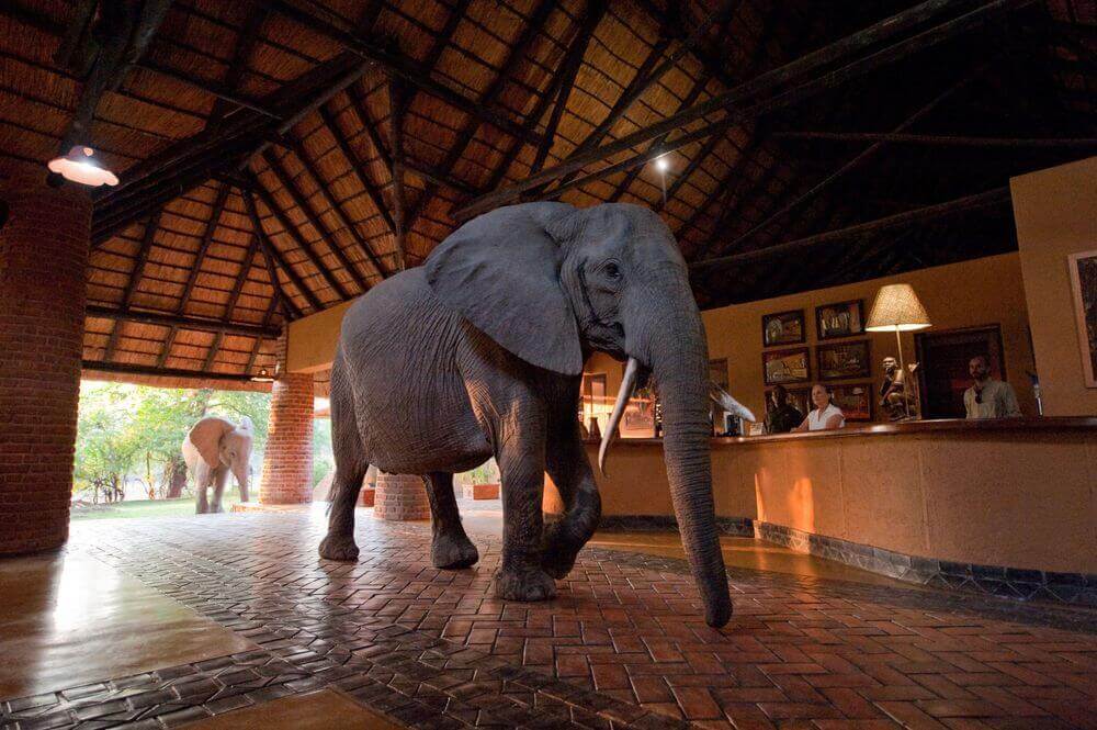 elephant family walking through the reception of mfuwe lodge in zambia