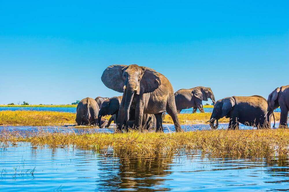 Herd of elephants crossing river on a Botswana safari