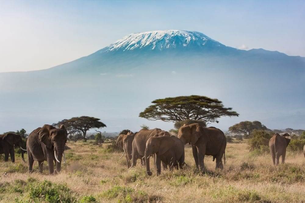 family of elephants with mount kilimanjaro in the backdrop, near arusha national park, tanzania
