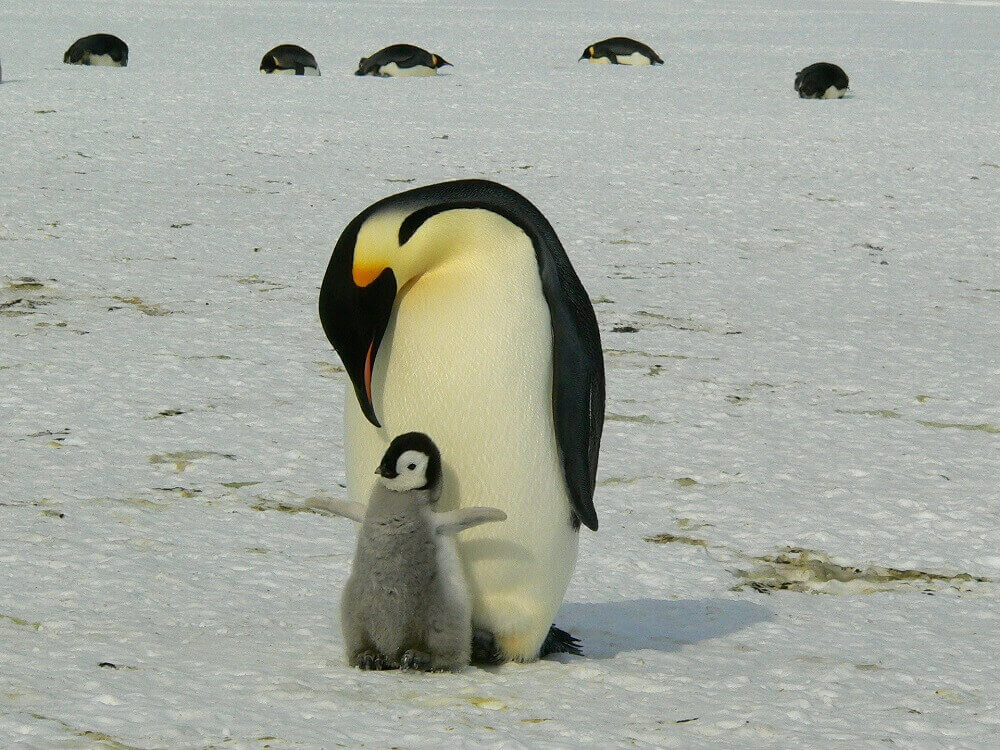 Emperor penguin and chick in Antarctica