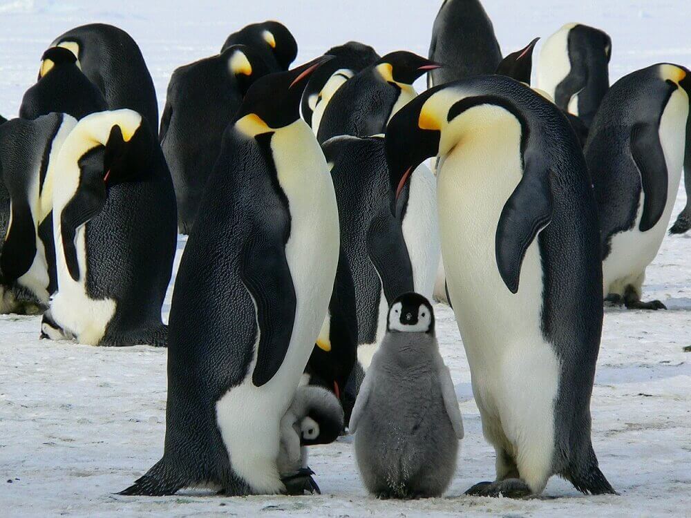 Emperor penguins and chick huddling in Antarctica