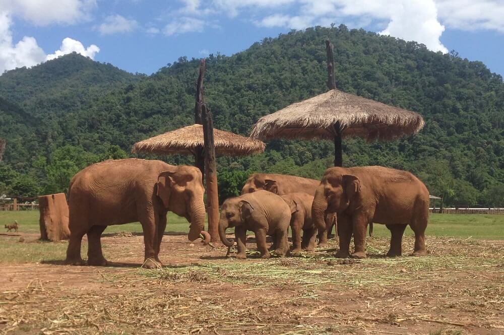 Family of elephants at ENP elephant sanctuary in Chiang Mai Thailand