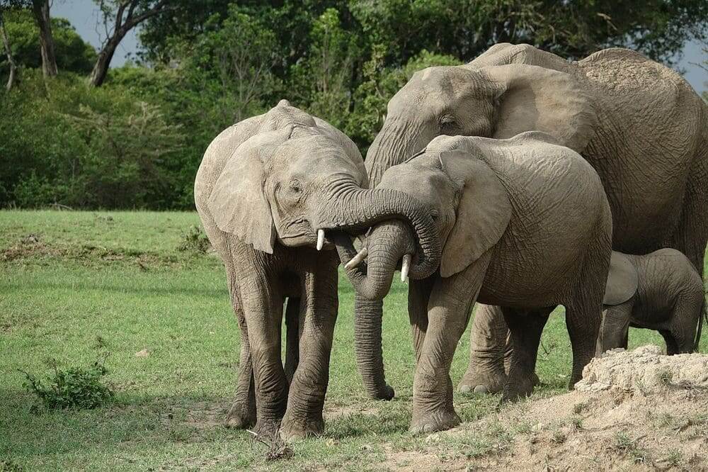 family of elephants in the masai mara, kenya
