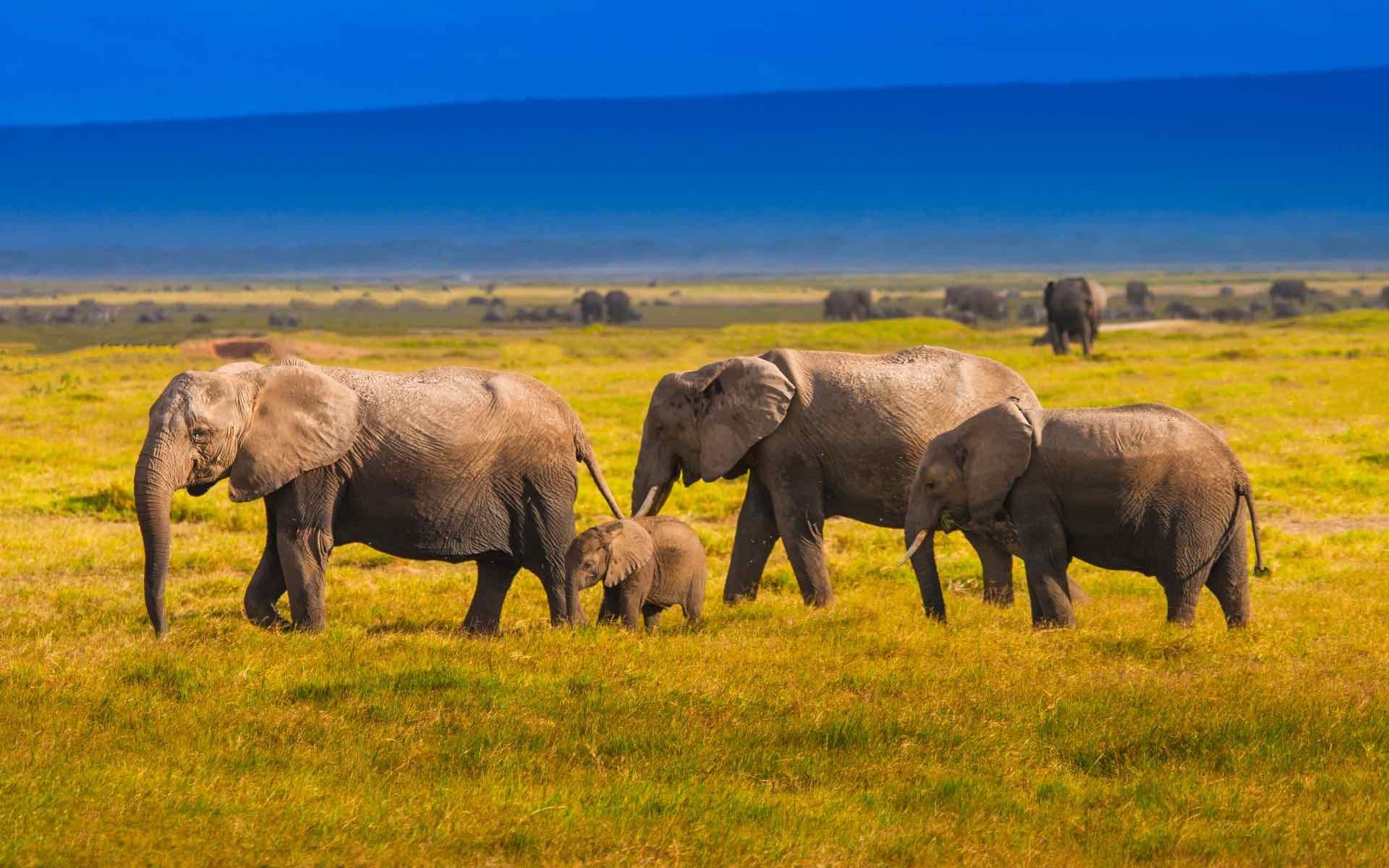 family_of_elephants_kenya_1920x1200