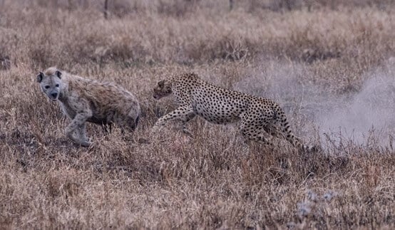 Female cheetah chasing hyena off her kill to protect her cubs