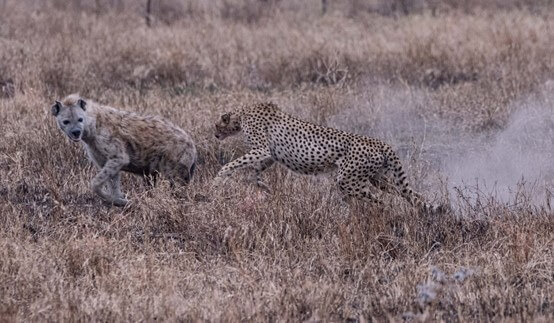 Female cheetah chasing hyena off her kill to protect her cubs