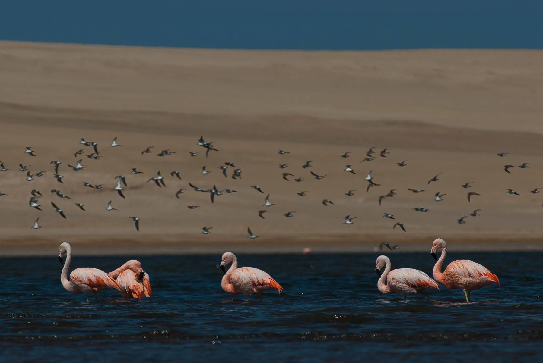 flamingo paracas