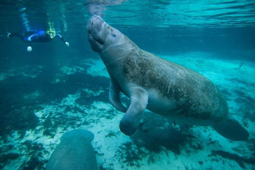 Florida manatee swimming under the water with a snorkeller