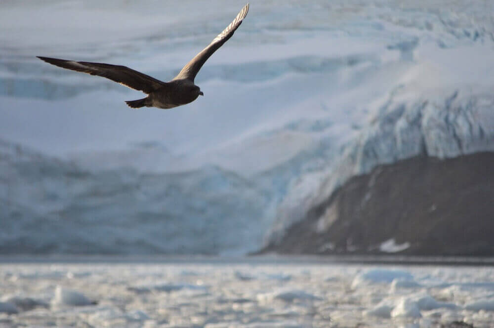 Flying skua seabird in Antarctica