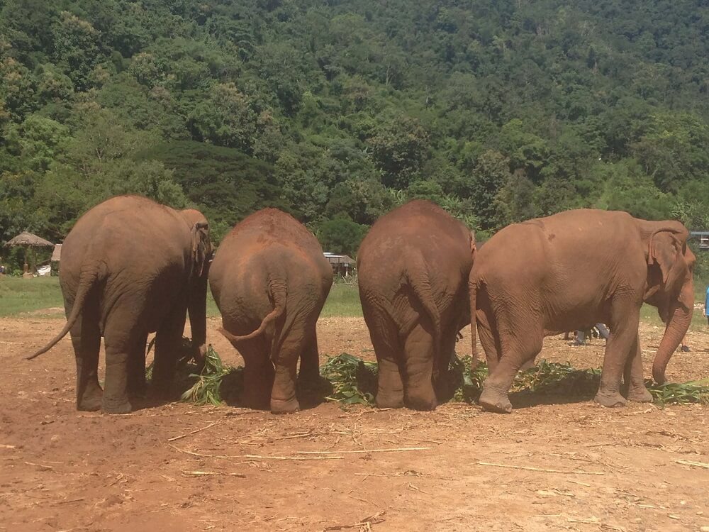 Four elephants eating at an ethical elephant sanctuary in Chiang Mai Thailand