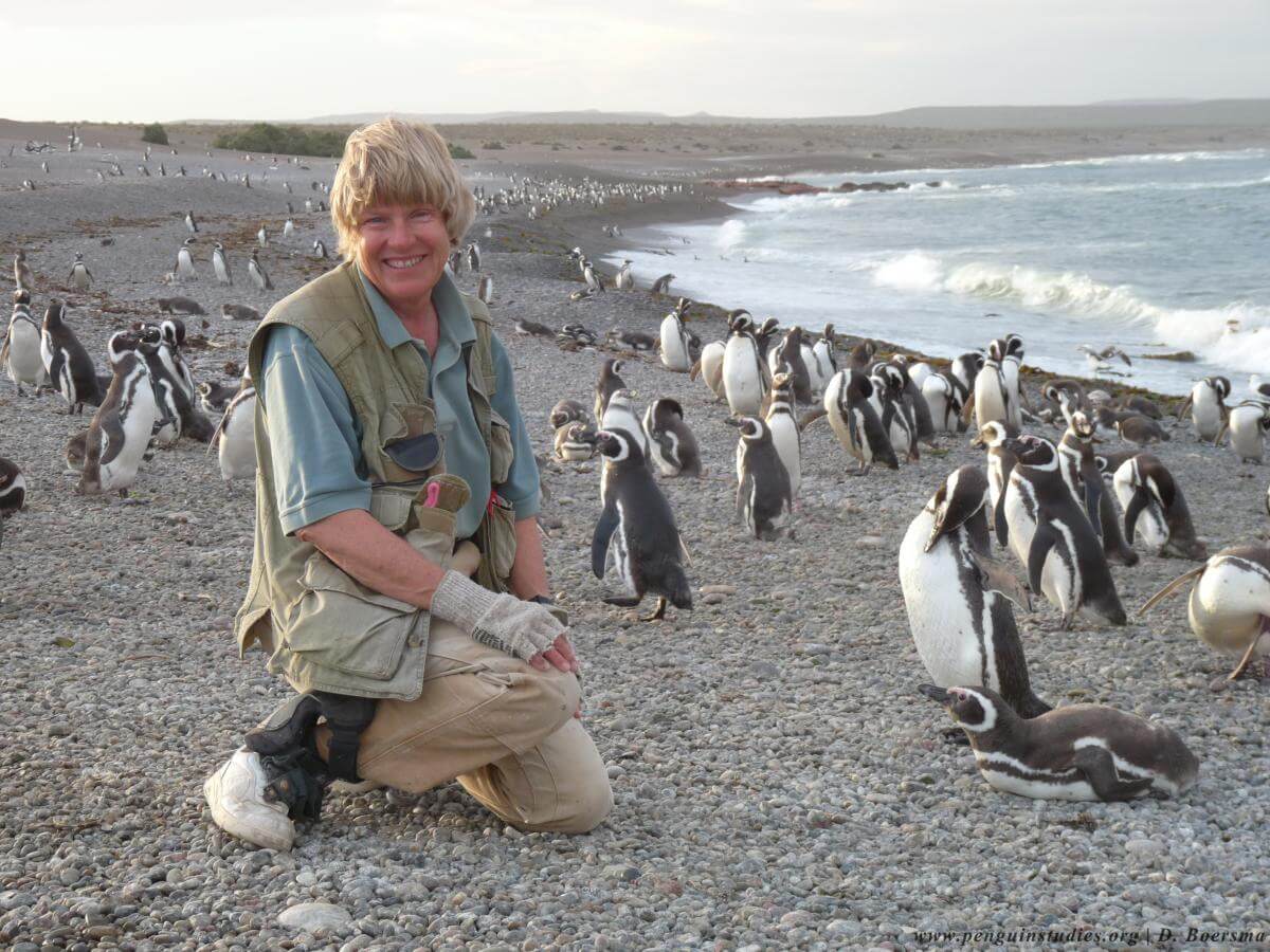 From Isabela Island you can see the Galapagos Penguin, the only penguin species found north of the equator.