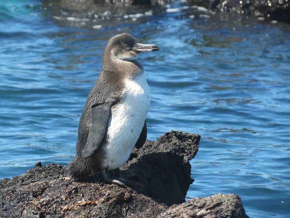 galapagos penguin perched on a rock in the sea